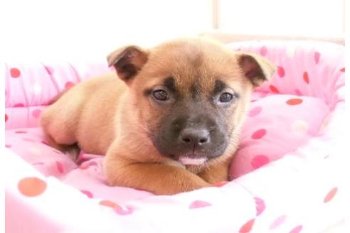 成約済の大阪府のミックス犬-2879の5枚目